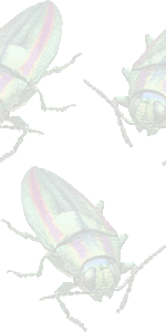 大和玉虫の壁紙／条件付きフリー画像