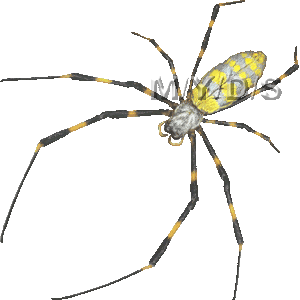 女郎蜘蛛 ジョロウ グモ クモのイラスト 条件付フリー素材集
