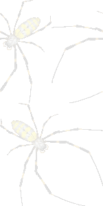 女郎クモの壁紙／条件付きフリー画像