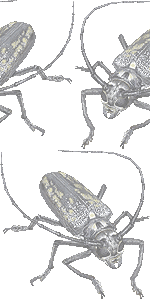 カミキリ虫の壁紙／フリー画像