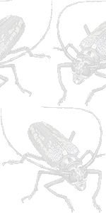 カミキリ虫の壁紙／条件付きフリー画像