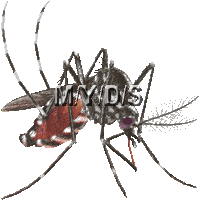 一筋縞蚊 ヒトスジシマカ ヤブ蚊のイラスト 条件付フリー素材集