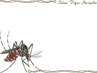 （一筋縞蚊）ヒトスジシマカ、ヤブ蚊の年賀状／非商用無料イラスト