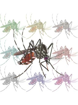 （一筋縞蚊）ヒトスジシマカ、ヤブ蚊のポストカード／無料イラスト