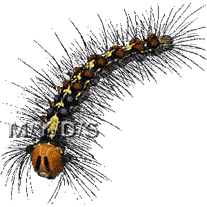毛虫 ブランコ ケムシ マイマイガの幼虫 のイラスト 条件付フリー素材集