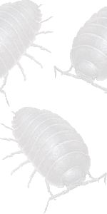 まる虫の壁紙／条件付きフリー画像