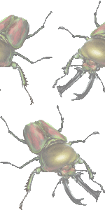 スマホ用ページ 虹色鍬形 ニジイロ クワガタ くわがた虫の壁紙 条件付フリー素材集