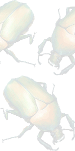 コガネ虫の壁紙／条件付きフリー画像