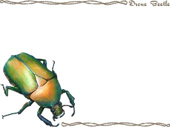 （黄金虫）コガネムシ、カナブンの年賀状／非商用無料イラスト