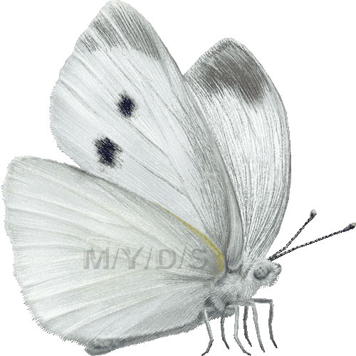 紋白蝶 モンシロ チョウのイラスト 条件付フリー素材集