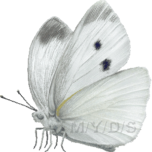 紋白蝶 モンシロ チョウのイラスト 条件付フリー素材集