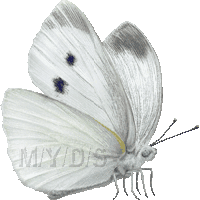 紋白蝶のイラスト／フリー素材（条件付）
