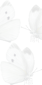 紋白蝶の壁紙／条件付きフリー画像