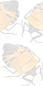 人面亀虫の壁紙／条件付きフリー画像