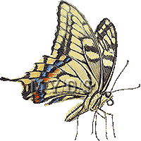 アゲハ蝶のイラスト／フリー素材（条件付）