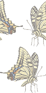 アゲハ蝶の壁紙／非営利無料イラスト