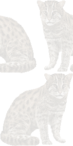 漁猫の壁紙／条件付きフリー画像
