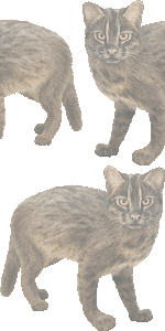 西表山猫の壁紙／フリー画像