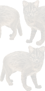 西表山猫の壁紙／条件付きフリー画像