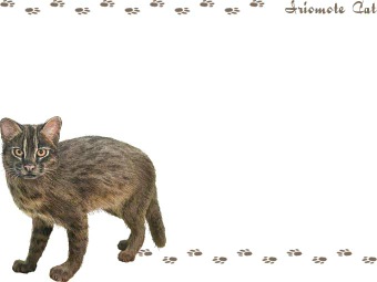 （西表山猫）イリオモテ ヤマネコの年賀状／非商用無料イラスト