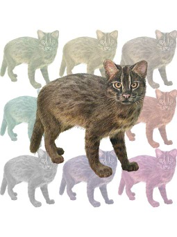 西表山猫 イリオモテ ヤマネコのイラスト 条件付フリー素材集