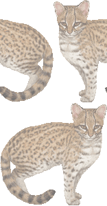 ジャガーネコ タイガーキャットのイラスト 条件付フリー素材集