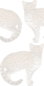 ジャガー猫の壁紙／条件付きフリー画像