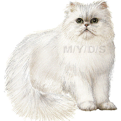 ペルシャ猫 チンチラ シルバーのイラスト 条件付フリー素材集