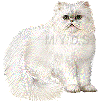 ペルシャ猫 チンチラ シルバーのイラスト 条件付フリー素材集