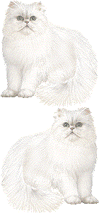 ペルシャ猫の壁紙／非営利無料イラスト