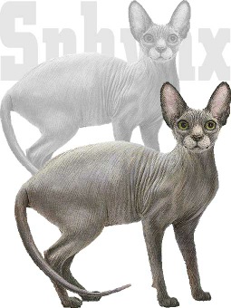 スフィンクス 猫のイラスト 条件付フリー素材集