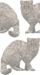 対馬山猫の壁紙／フリー画像
