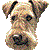Airedale Terrier thumbnail