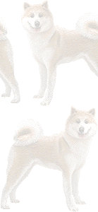 秋田犬の壁紙／条件付きフリー画像