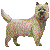 Cairn Terrier thumbnail