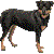 Rottweiler thumbnail
