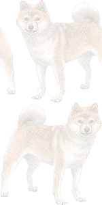 柴犬の壁紙／条件付きフリー画像
