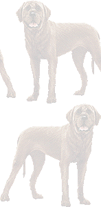 土佐闘犬の壁紙／条件付きフリー画像