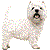 West Highland White Terrier thumbnail