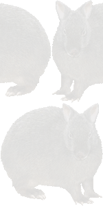 アマミノクロウサギの壁紙／無料イラスト