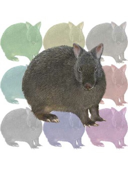 （奄美黒兎）アマミノクロウサギ／（兎）うさぎのポストカード／無料イラスト