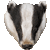 European Badger thumbnail