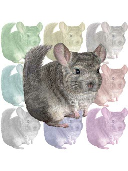チンチラ／（鼠）ネズミのポストカード／無料イラスト
