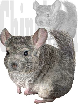 チンチラ 鼠 ネズミのイラスト 条件付フリー素材集