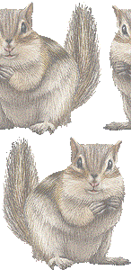 縞栗鼠 シマ リスのイラスト 条件付フリー素材集