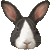 Dutch Rabbit thumbnail