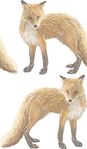 北狐 キタ キツネのイラスト 条件付フリー素材集
