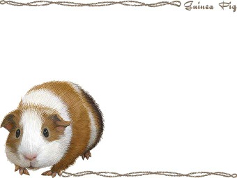 （天竺鼠）テンジク ネズミ、モルモットの年賀状／非商用無料イラスト