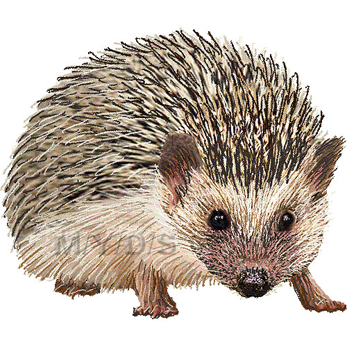 free clipart of hedgehog - photo #7