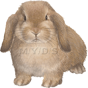 ホーランドロップウサギのイラスト／無料素材集（条件付）